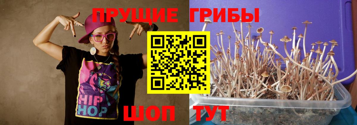 Псилоцибиновые грибы Cubensis Павлово